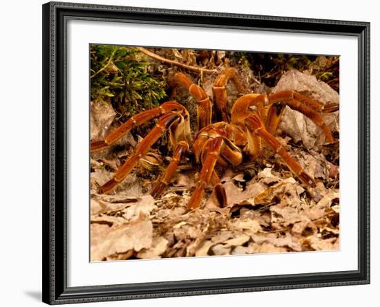 Goliath Bird-Eater Spider, Theraphosa Blondi, Native to the Rain Forest Regions of South America-David Northcott-Framed Photographic Print