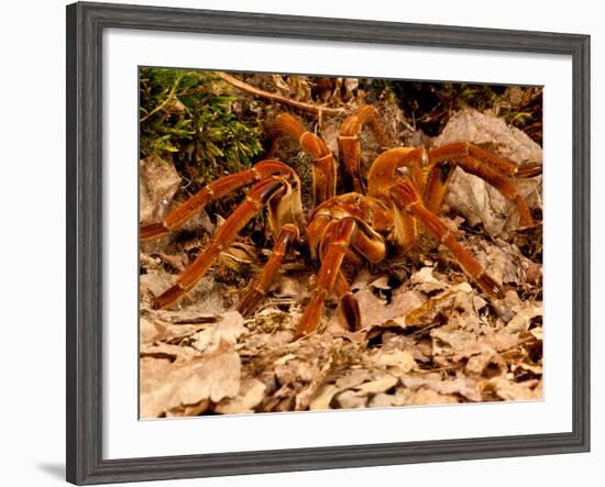 Goliath Bird-Eater Spider, Theraphosa Blondi, Native to the Rain Forest Regions of South America-David Northcott-Framed Photographic Print