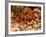 Goliath Bird-Eater Spider, Theraphosa Blondi, Native to the Rain Forest Regions of South America-David Northcott-Framed Photographic Print