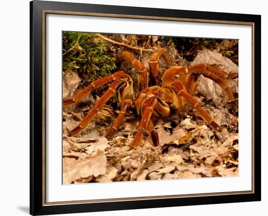 Goliath Bird-Eater Spider, Theraphosa Blondi, Native to the Rain Forest Regions of South America-David Northcott-Framed Photographic Print