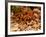 Goliath Bird-Eater Spider, Theraphosa Blondi, Native to the Rain Forest Regions of South America-David Northcott-Framed Photographic Print