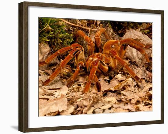 Goliath Bird-Eater Spider, Theraphosa Blondi, Native to the Rain Forest Regions of South America-David Northcott-Framed Photographic Print