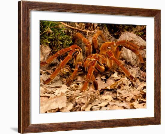 Goliath Bird-Eater Spider, Theraphosa Blondi, Native to the Rain Forest Regions of South America-David Northcott-Framed Photographic Print