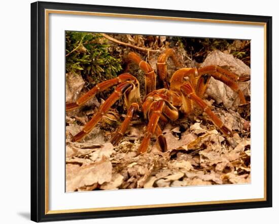 Goliath Bird-Eater Spider, Theraphosa Blondi, Native to the Rain Forest Regions of South America-David Northcott-Framed Photographic Print