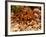 Goliath Bird-Eater Spider, Theraphosa Blondi, Native to the Rain Forest Regions of South America-David Northcott-Framed Photographic Print