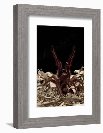 Goliath Bird-Eating Spider (Theraphosa Leblondii - Blondi) Aggressive Display-Daniel Heuclin-Framed Photographic Print