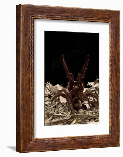 Goliath Bird-Eating Spider (Theraphosa Leblondii - Blondi) Aggressive Display-Daniel Heuclin-Framed Photographic Print