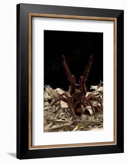 Goliath Bird-Eating Spider (Theraphosa Leblondii - Blondi) Aggressive Display-Daniel Heuclin-Framed Photographic Print