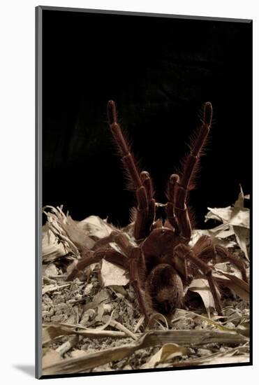 Goliath Bird-Eating Spider (Theraphosa Leblondii - Blondi) Aggressive Display-Daniel Heuclin-Mounted Photographic Print