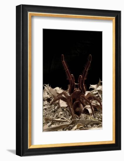 Goliath Bird-Eating Spider (Theraphosa Leblondii - Blondi) Aggressive Display-Daniel Heuclin-Framed Photographic Print