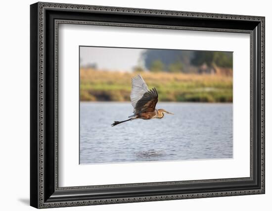 Goliath Heron (Ardea Goliath) in Flight, Chobe National Park, Botswana, Africa-Ann & Steve Toon-Framed Photographic Print