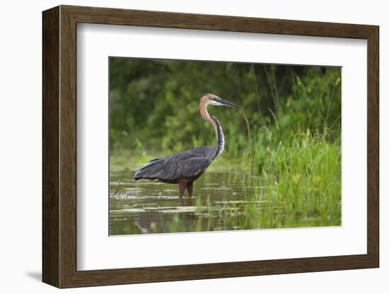 Goliath Heron (Ardea Goliath) Standing in the Waters-Neil Aldridge-Framed Photographic Print