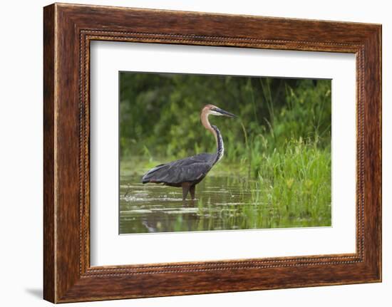 Goliath Heron (Ardea Goliath) Standing in the Waters-Neil Aldridge-Framed Photographic Print