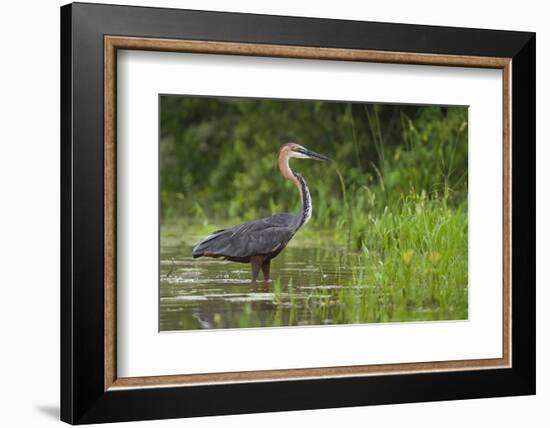 Goliath Heron (Ardea Goliath) Standing in the Waters-Neil Aldridge-Framed Photographic Print