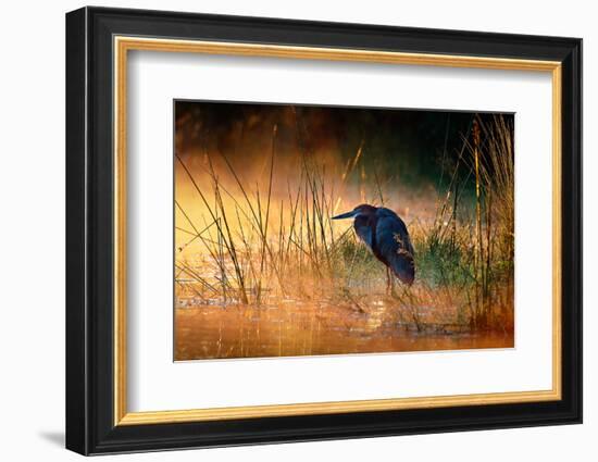 Goliath Heron (Ardea Goliath) with Sunrise over Misty River - Kruger National Park (South Africa)-Johan Swanepoel-Framed Photographic Print