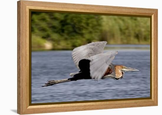 Goliath Heron in Flight-Augusto Leandro Stanzani-Framed Premier Image Canvas