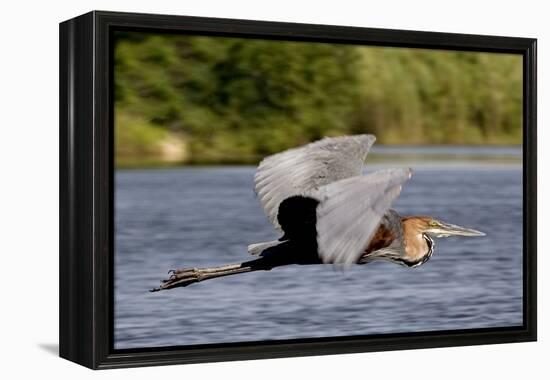 Goliath Heron in Flight-Augusto Leandro Stanzani-Framed Premier Image Canvas