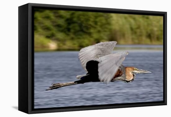 Goliath Heron in Flight-Augusto Leandro Stanzani-Framed Premier Image Canvas