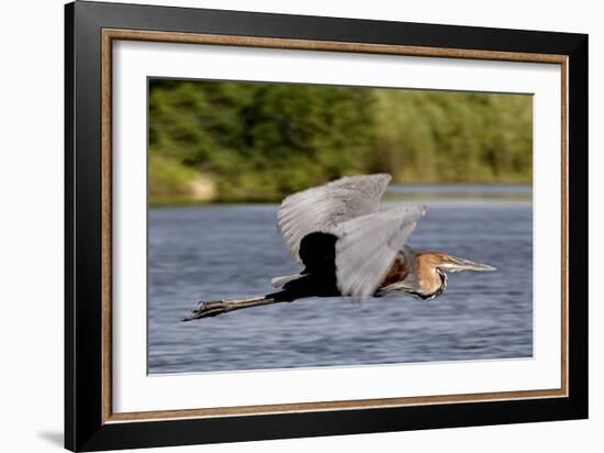 Goliath Heron in Flight-Augusto Leandro Stanzani-Framed Photographic Print