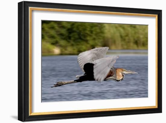 Goliath Heron in Flight-Augusto Leandro Stanzani-Framed Photographic Print