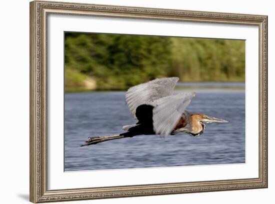 Goliath Heron in Flight-Augusto Leandro Stanzani-Framed Photographic Print
