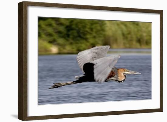 Goliath Heron in Flight-Augusto Leandro Stanzani-Framed Photographic Print