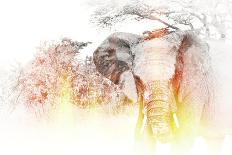 Golden Elephant-Golie Miamee-Photographic Print