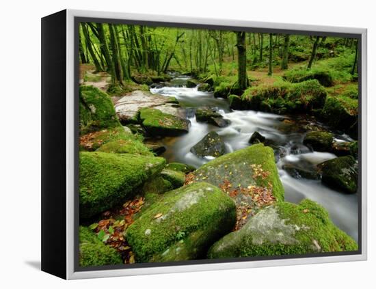 Golitha Falls, Bodmin, Cornwall, UK-Ross Hoddinott-Framed Premier Image Canvas