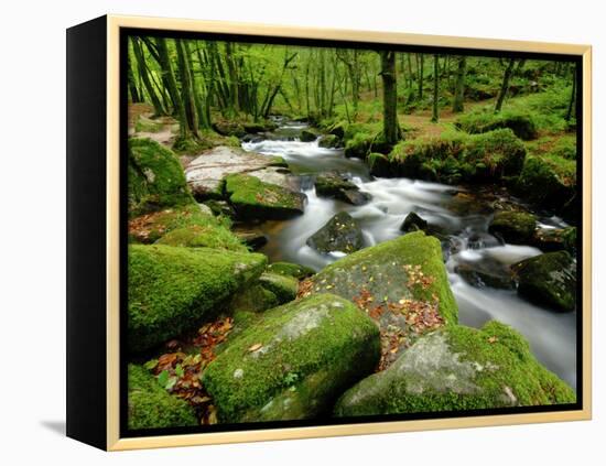 Golitha Falls, Bodmin, Cornwall, UK-Ross Hoddinott-Framed Premier Image Canvas