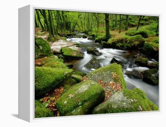 Golitha Falls, Bodmin, Cornwall, UK-Ross Hoddinott-Framed Premier Image Canvas