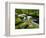 Golitha Falls, Bodmin, Cornwall, UK-Ross Hoddinott-Framed Photographic Print