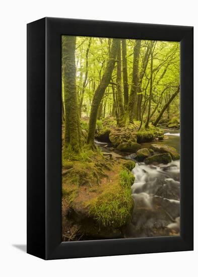 Golitha Falls, River Fowey Flowing Through Wooded Valley, Near St Cleer, Cornwall, UK, May 2012-Ross Hoddinott-Framed Premier Image Canvas