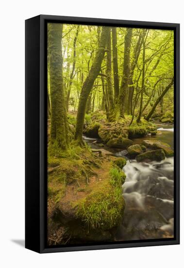 Golitha Falls, River Fowey Flowing Through Wooded Valley, Near St Cleer, Cornwall, UK, May 2012-Ross Hoddinott-Framed Premier Image Canvas