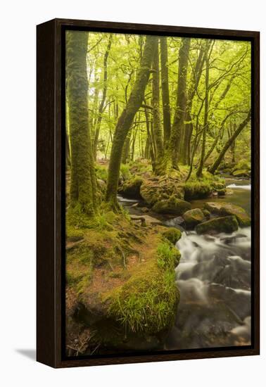 Golitha Falls, River Fowey Flowing Through Wooded Valley, Near St Cleer, Cornwall, UK, May 2012-Ross Hoddinott-Framed Premier Image Canvas