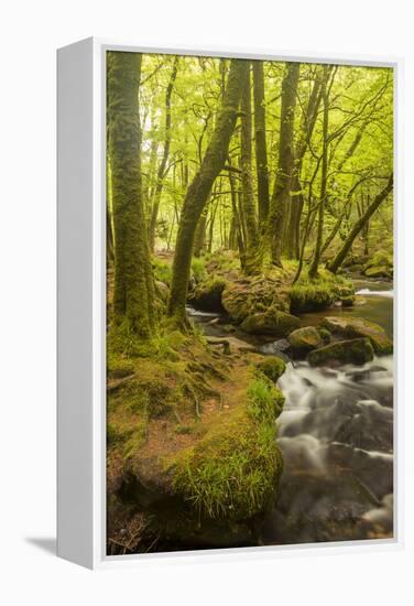 Golitha Falls, River Fowey Flowing Through Wooded Valley, Near St Cleer, Cornwall, UK, May 2012-Ross Hoddinott-Framed Premier Image Canvas