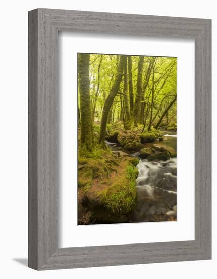 Golitha Falls, River Fowey Flowing Through Wooded Valley, Near St Cleer, Cornwall, UK, May 2012-Ross Hoddinott-Framed Photographic Print