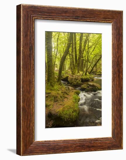 Golitha Falls, River Fowey Flowing Through Wooded Valley, Near St Cleer, Cornwall, UK, May 2012-Ross Hoddinott-Framed Photographic Print