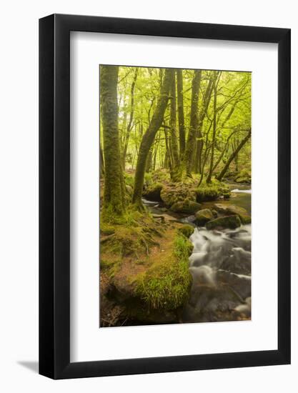 Golitha Falls, River Fowey Flowing Through Wooded Valley, Near St Cleer, Cornwall, UK, May 2012-Ross Hoddinott-Framed Photographic Print
