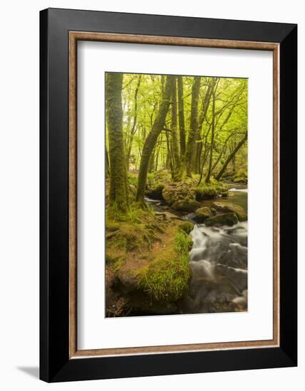 Golitha Falls, River Fowey Flowing Through Wooded Valley, Near St Cleer, Cornwall, UK, May 2012-Ross Hoddinott-Framed Photographic Print