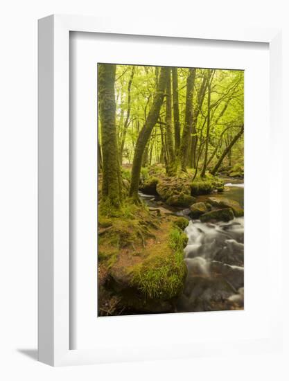 Golitha Falls, River Fowey Flowing Through Wooded Valley, Near St Cleer, Cornwall, UK, May 2012-Ross Hoddinott-Framed Photographic Print