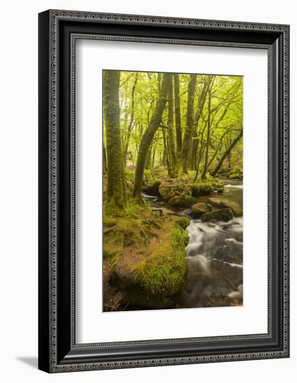 Golitha Falls, River Fowey Flowing Through Wooded Valley, Near St Cleer, Cornwall, UK, May 2012-Ross Hoddinott-Framed Photographic Print