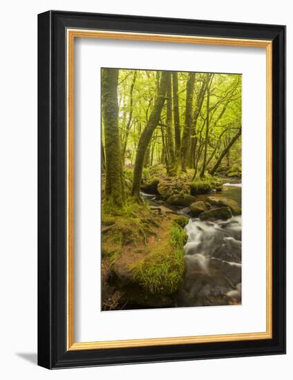 Golitha Falls, River Fowey Flowing Through Wooded Valley, Near St Cleer, Cornwall, UK, May 2012-Ross Hoddinott-Framed Photographic Print