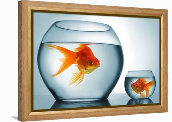 Golodfish Discrimination-Orla-Framed Premier Image Canvas