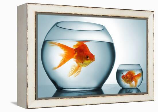 Golodfish Discrimination-Orla-Framed Premier Image Canvas