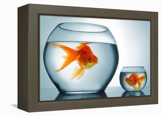 Golodfish Discrimination-Orla-Framed Premier Image Canvas