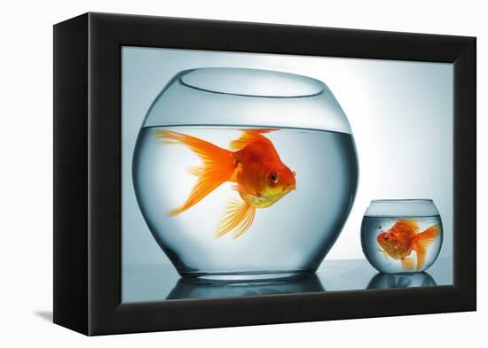 Golodfish Discrimination-Orla-Framed Premier Image Canvas