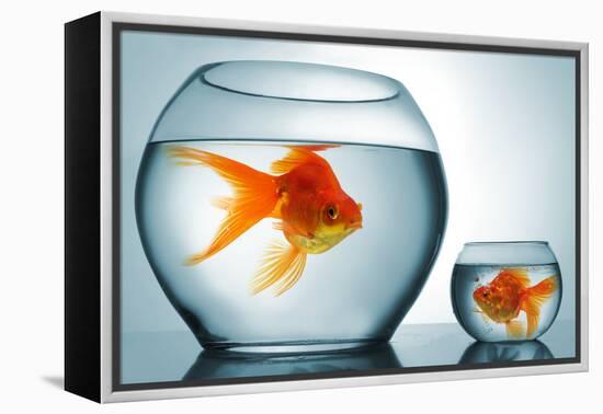 Golodfish Discrimination-Orla-Framed Premier Image Canvas