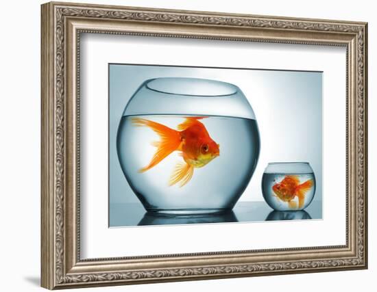 Golodfish Discrimination-Orla-Framed Photographic Print