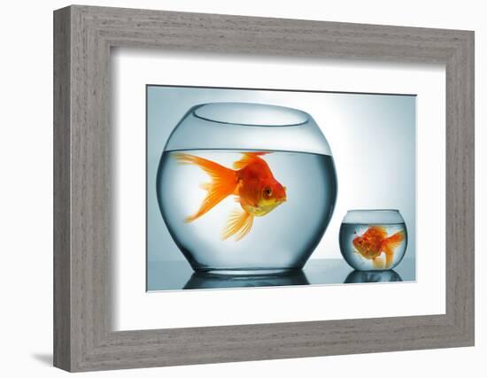 Golodfish Discrimination-Orla-Framed Photographic Print