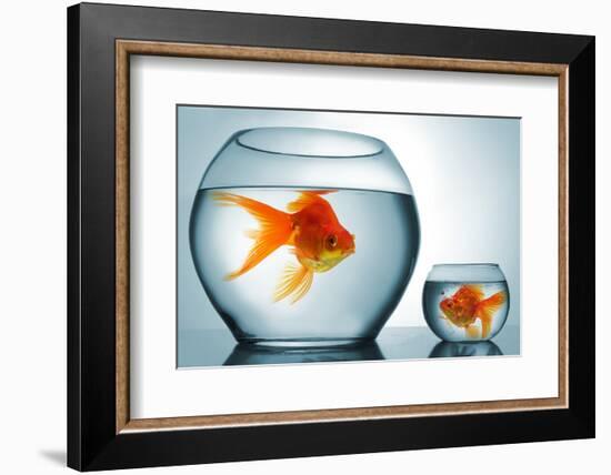 Golodfish Discrimination-Orla-Framed Photographic Print